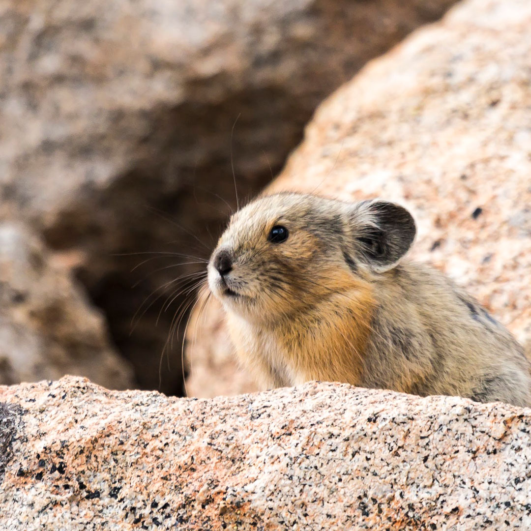 American pika, courtesy of Mike Molloy